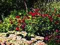 gal/holiday/Yeovil Area 2007 - Tintihull Gardens/_thb_Tintinhull_Gardens_P1010033.jpg